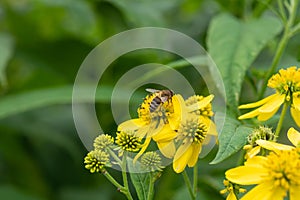 Yellow Wingstem Verbesina alternifolia, flowers with honeybee photo